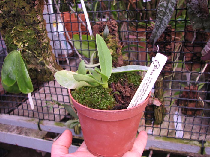 Sedirea japonica.jpg