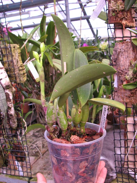 Laeliocattleya Aloha Case 'Ching Hua'.jpg