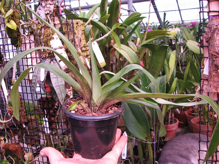 Paphiopedilum Olympian Yard x spicerianum 'Mjao Hua'.jpg