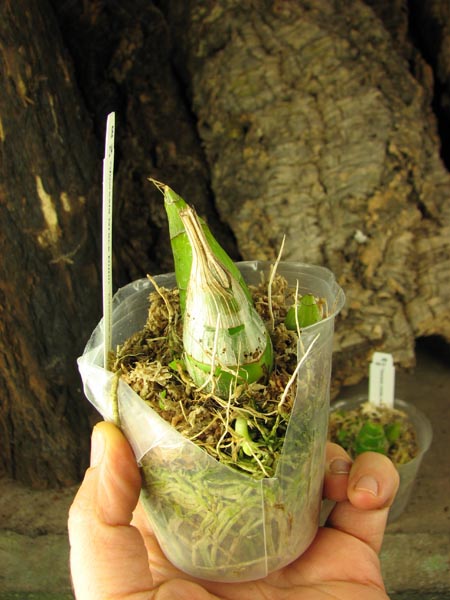 Clowesia Grace Dunn 'Chadds Ford'.jpg