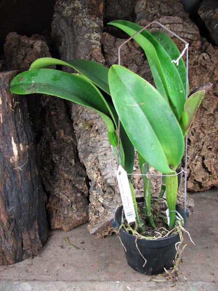 Brassolaeliocattleya Chia Lin 'New City' (Oconee x Maitland).jpg