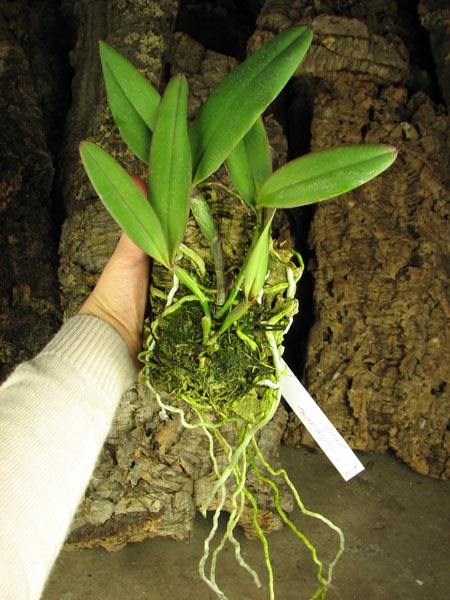 Cattleya schilleriana 'Sem ID'.jpg