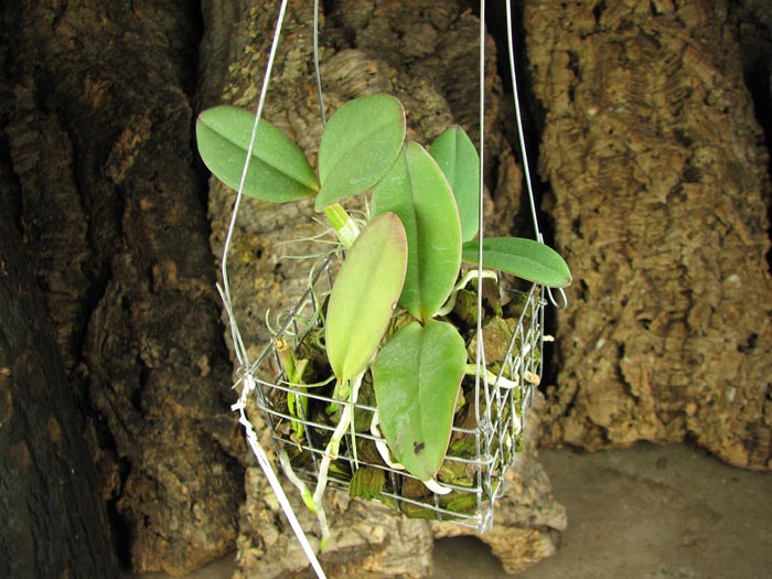 Cattleya schilleriana 'Guarapari' x Cattleya schilleriana 'Olinda'.jpg