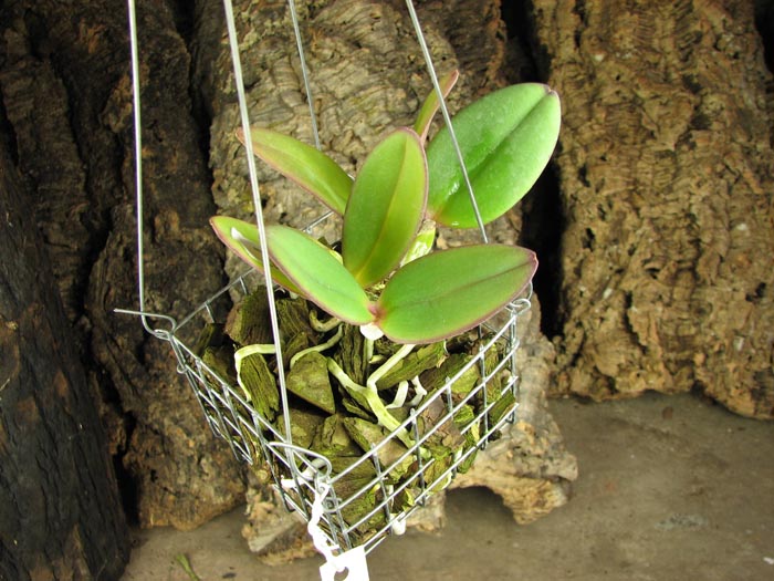 Cattleya schilleriana 'Biriricas' x Cattleya schilleriana 'Olinda'.jpg