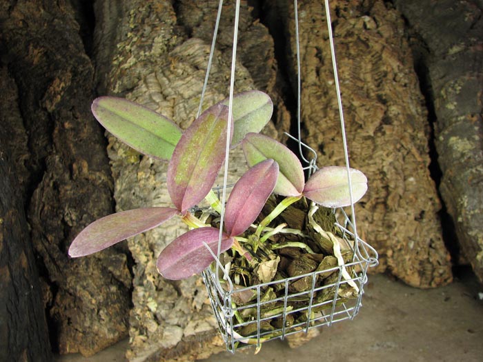 Cattleya schilleriana 'Cleber Munhol' x Cattleya schilleriana 'Pedra do Vento'.jpg