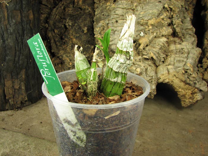 Catasetum tenebrosum.jpg