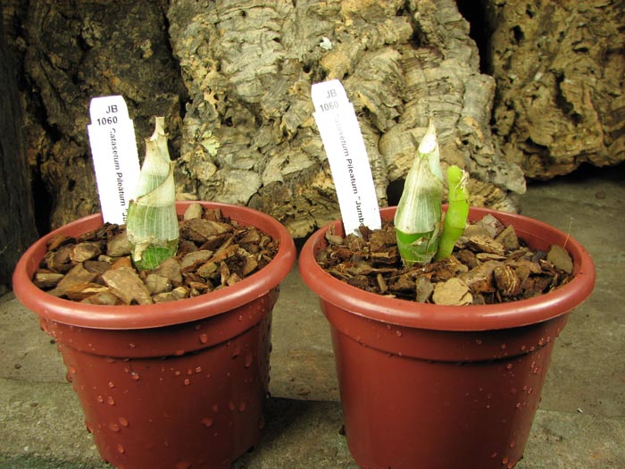 Catasetum Pileatum 'Jumbo Green Gold'.jpg