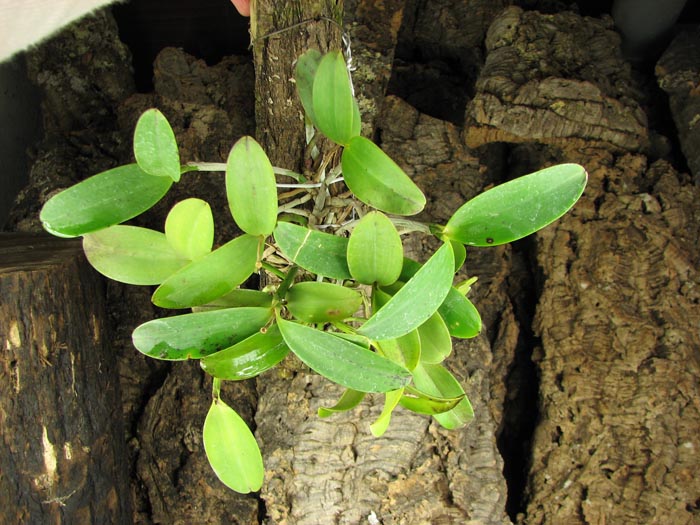 Cattleya aclandiae (extra size).jpg