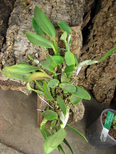 Cattleya walkeriana (extra size).jpg