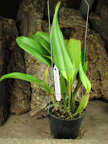 Brassolaeliocattleya King of Taiwan 'Ta-Hsin' (Bryce Canyon x Purple Ruby).jpg