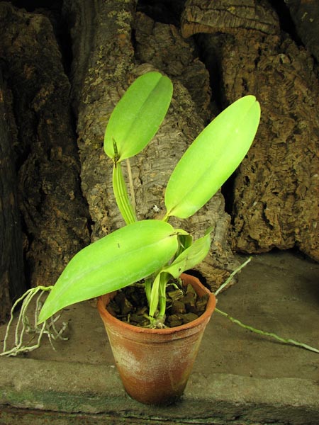 Cattleya warneri concolor 'HI' x Cattleya warneri venosa suave.jpg