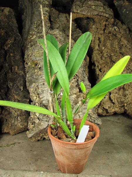 Cattleya President Kennedy (Cattleya Bow Bells x Cattleya Mademoiselle Louise Pauwels).jpg