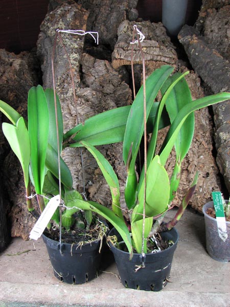 Brassolaeliocattleya Pamela Hetherington.JPG