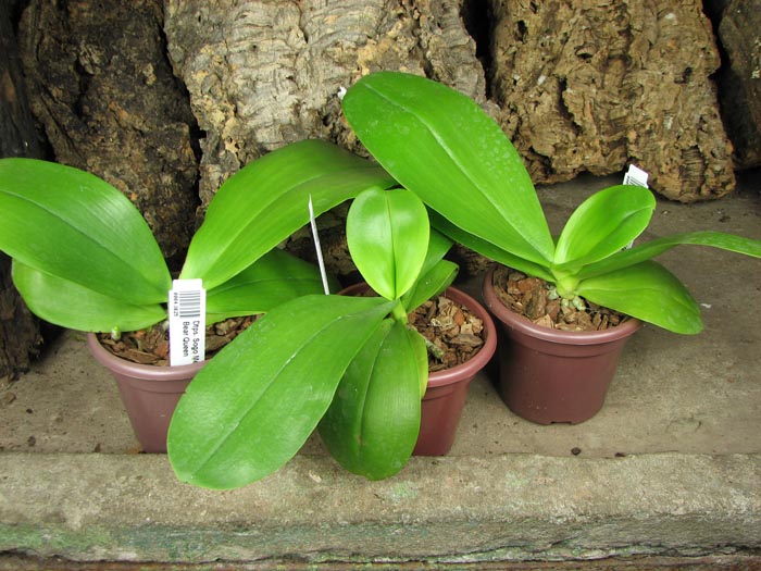Doritaenopsis Sogo Meili x Phalaenopsis Ld's Bear Queen.jpg