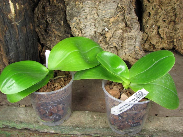 Phalaenopsis Mituo Sun 'Mituo #1' x Phalaenopsis Ld's Bear Queen.jpg