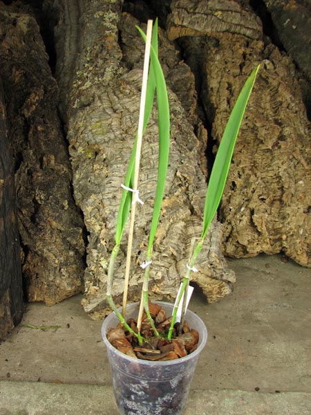 (Brassanthe Maikai x Brassocattleya Star Ruby) 'ORCHIS'.jpg