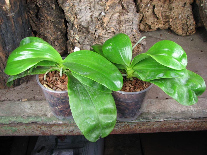 Phalaenopsis Tsay's Evergreen.JPG