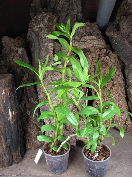 Dendrobium Dawn Marie.jpg