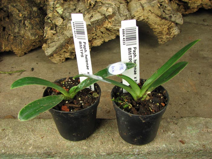 Paph helenae x helenae 'Bear'.jpg