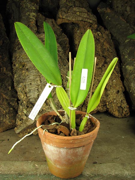 Cattleya labiata coerulea 'Bastiao' x Cattleya labiata coerulea 'Lourival'.jpg
