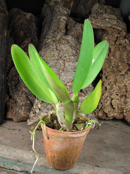Cattleya labiata rubra 'Schuller' x Cattleya labiata rubra 'Deize'.jpg