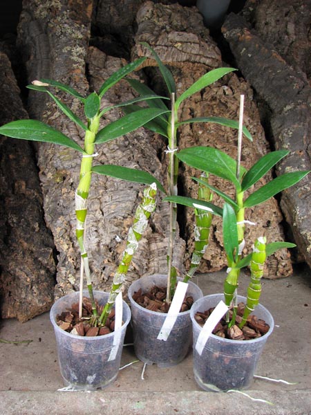 Dendrobium Oriental Smile 'Fantasy'.jpg