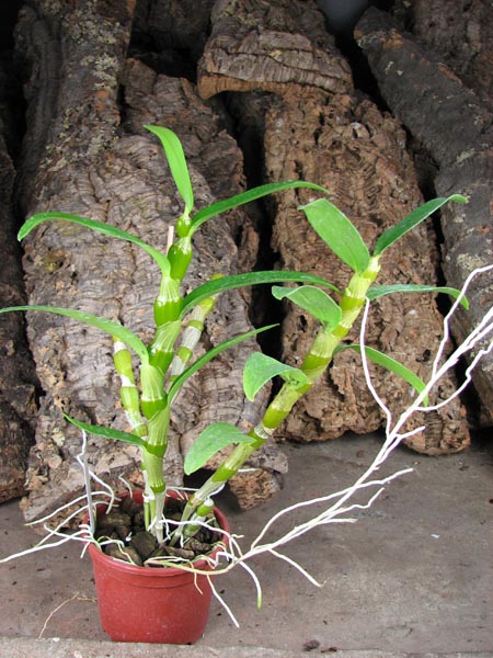Dendrobium Red Emperor 'Prince'.jpg