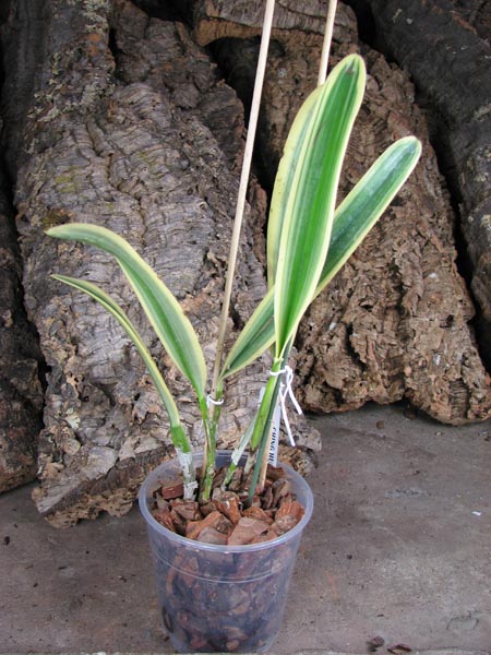 Cattleya Sedlescombe 'Variegated' (Annette x Suavior).jpg