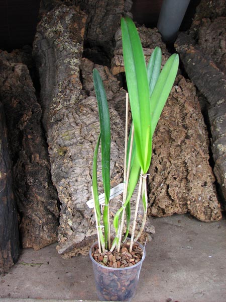 Laeliocattleya Canhamiana semi-alba.jpg