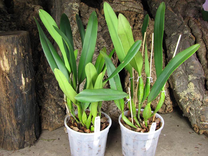 Laeliocattleya Canhamiana coerulea 'Azure Skies'.jpg