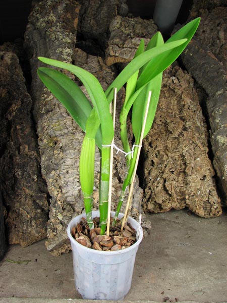 Brassocattleya Golf Green 'Hair Pig' (Cattleya Moscombe x Brassavola digbyana).jpg