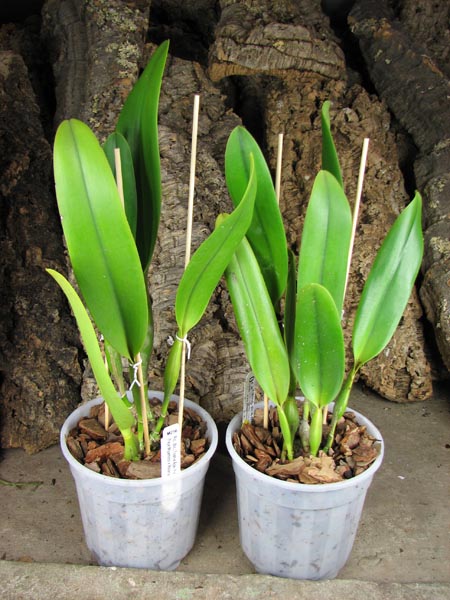 Brassolaeliocattleya Toshie Aoki 'Pizazz Subv OC'.jpg