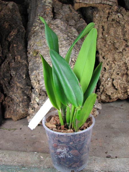 Potinara Chief Sweet Orange 'Sweet Orange'.jpg