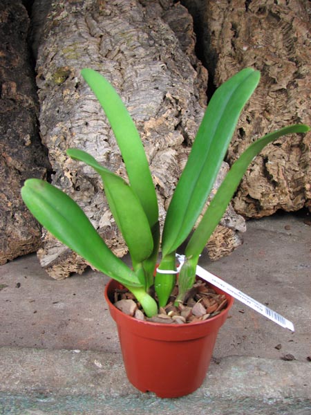 Rhynchosophrocattleya Mormilani Jewel 'Chunfong'.jpg