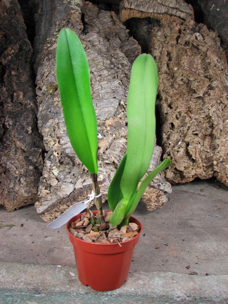 Potinara Chief Emperor 'Sunset'.jpg