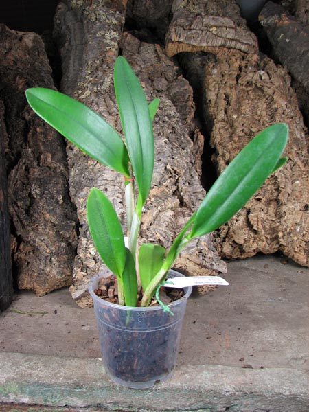 Brassocattleya Angel Lace (Cattleya Little Angel x Brassavola digbyana).jpg
