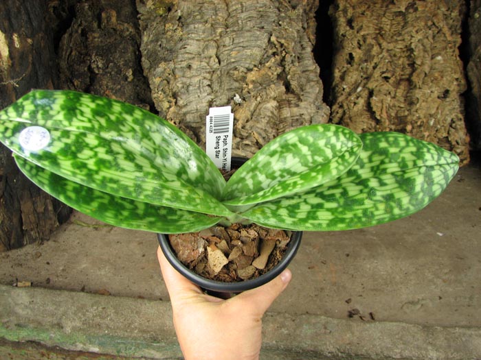 Paphiopedilum Shin-Yi Heart x Hung Sheng Star.jpg
