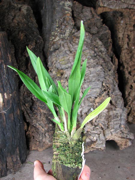 Oncidium Red mini 'CT Little Cherry'.jpg