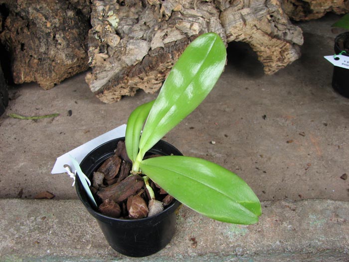 Phalaenopsis Samera 'Blue'.jpg