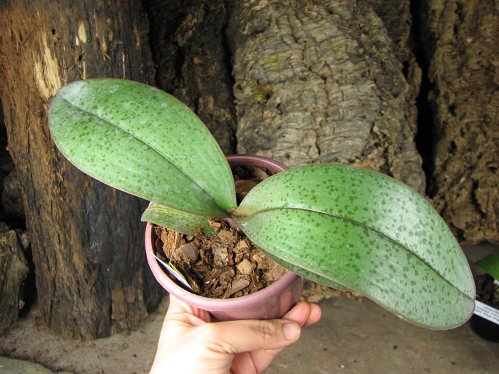 Phalaenopsis Cassandra.jpg