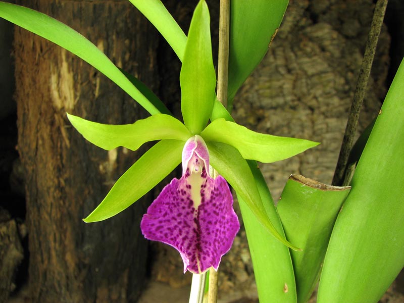 Brassocattleya Binosa 'Lynn' x Cattleya Fascelis 'Autumn Leaves'.jpg