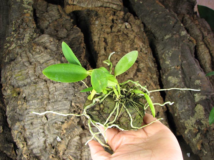 Laelia pumila 'Black Diamond x 'Kam' x Laelia pumila 'Gerson'.jpg