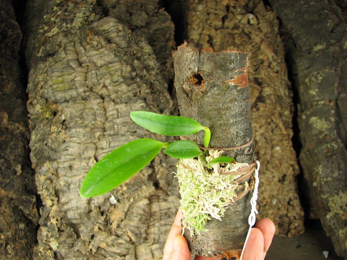 Laelia pumila coerulea '#2' x Laelia pumila coerulea 'Da Rosinha'.jpg
