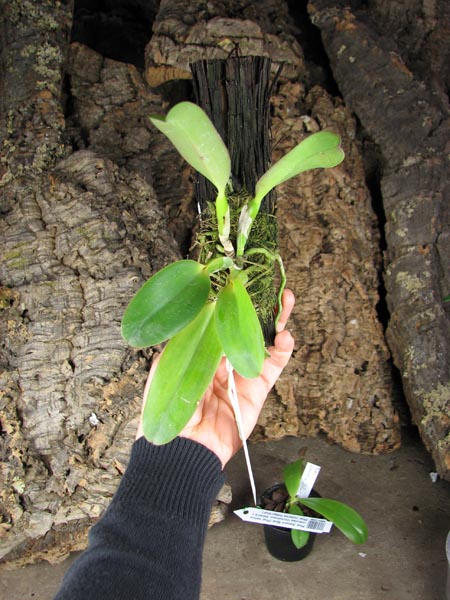 Сattleya labiata rubra integra-orlata-pincelada x Laelia pumila 'Ruby Queen'.jpg