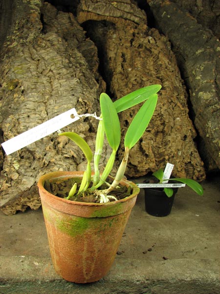 Cattleya lueddemanniana alba 'Candia' x SELF.jpg