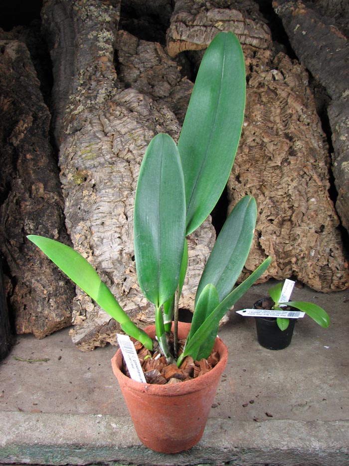 Cattleya gaskelliana (amoena x coerulea).jpg