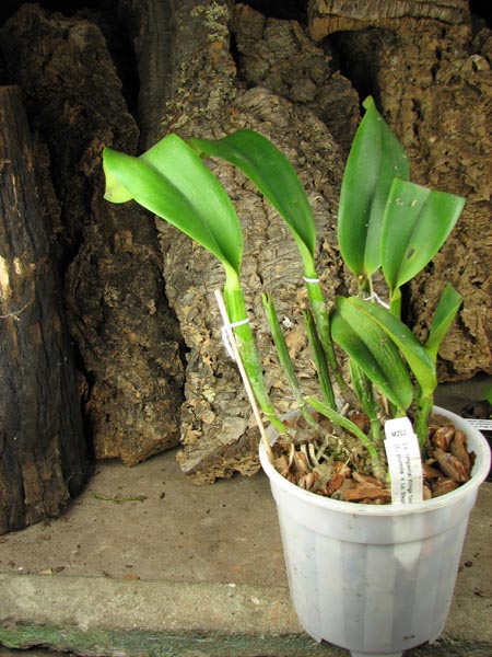 Lc Imperial Wings 'Noble'.jpg