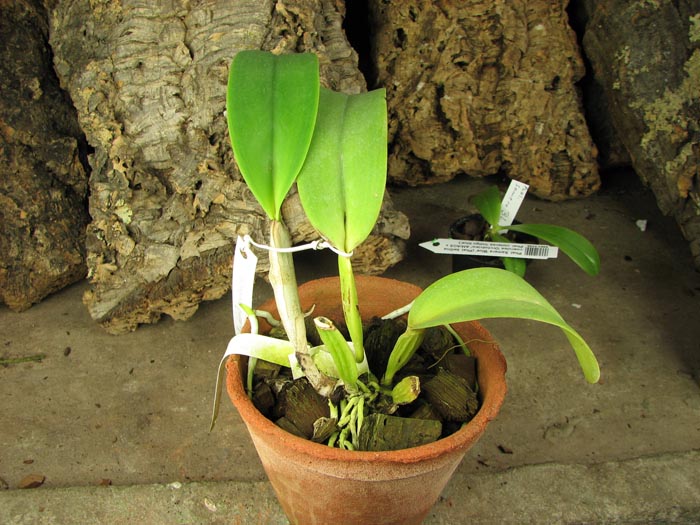 C labiata coerulensis.jpg