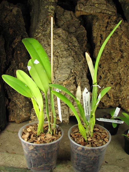 Cattleya quadricolor tipo XXX x Cattleya quadricolor 'Rainha'.jpg