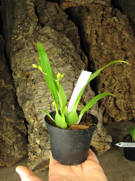 Oncidium Twinkle 'CT Golden Fragrance'.jpg